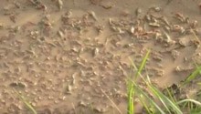 甘肃农田发现鲎虫 被称为比恐龙还久远的“活化石”